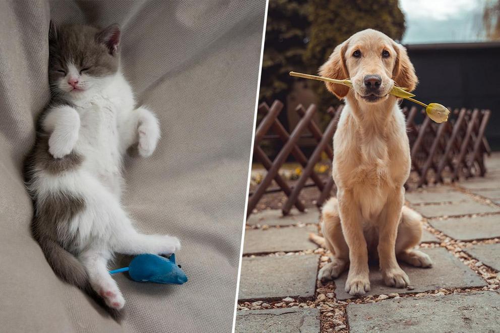 Which makes for the better pet: cats or dogs?