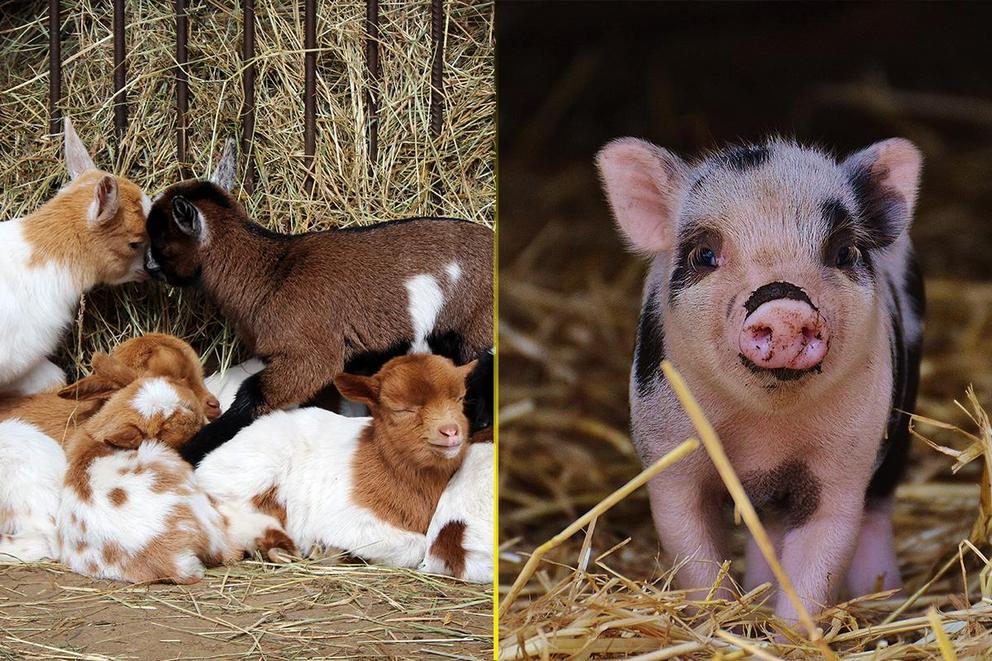 Which baby farm animal is cutest: Baby goat or baby pig?