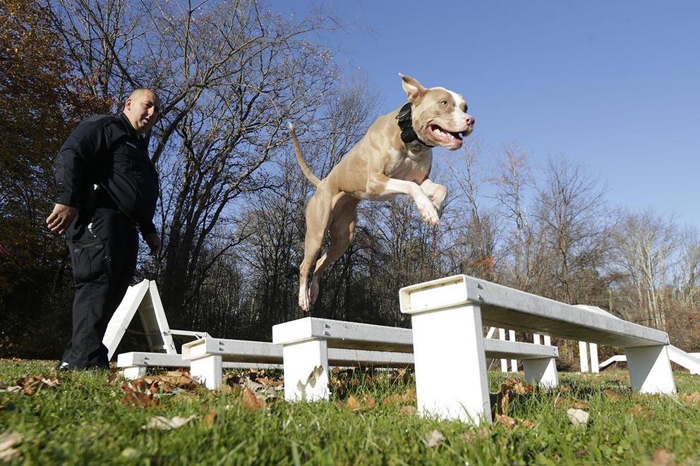 Are pit bulls too dangerous to own as pets?