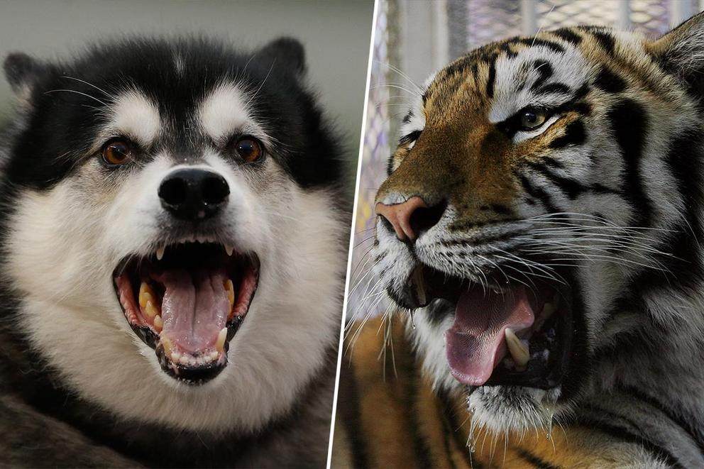 Best college mascot: Dubs or Mike the Tiger?