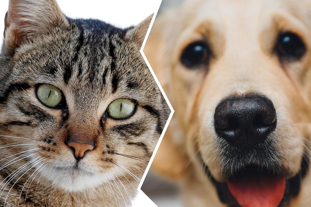 Cats are from Venus, dogs are from Mars. Which do you prefer?