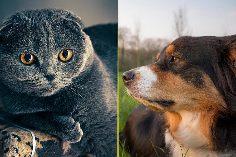 Are you a cat person or a dog person?