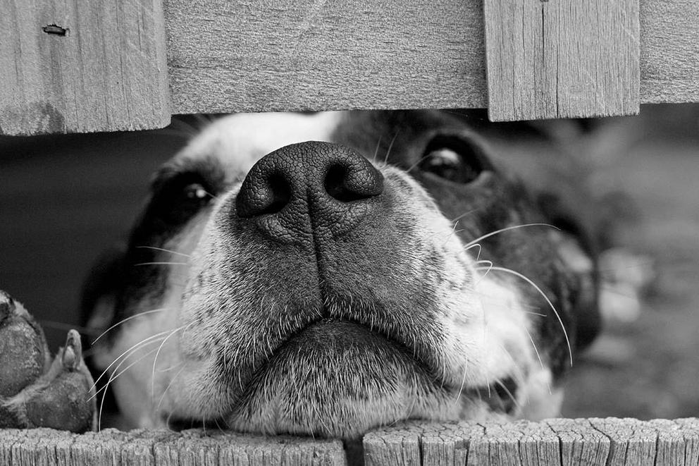 Is it wrong to buy a dog instead of adopting?
