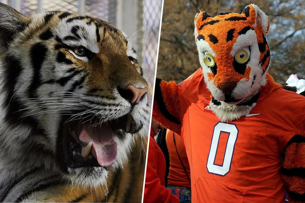 Better Tiger mascot: LSU or Clemson?