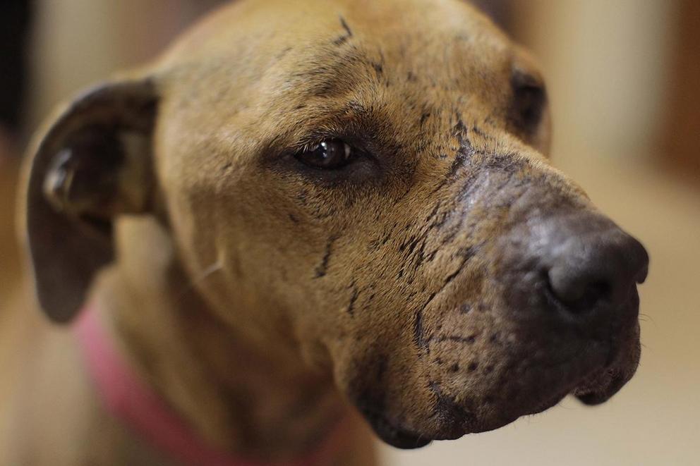 Should cities ban pit bulls?
