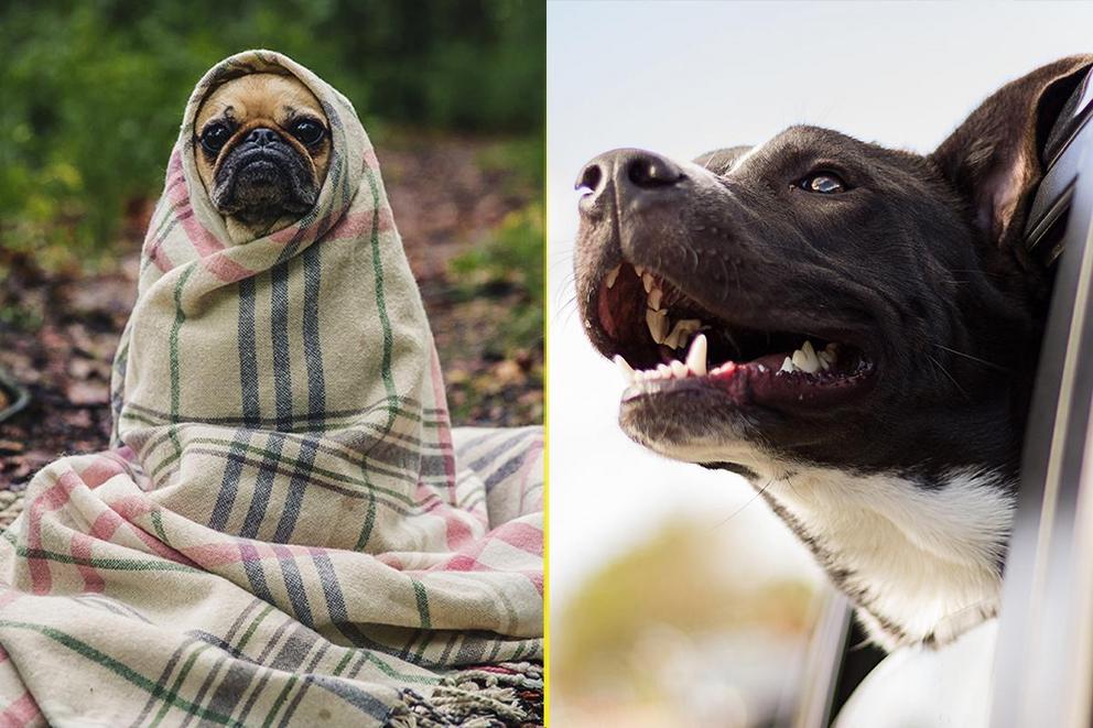 Do you think small dogs or big dogs are better?