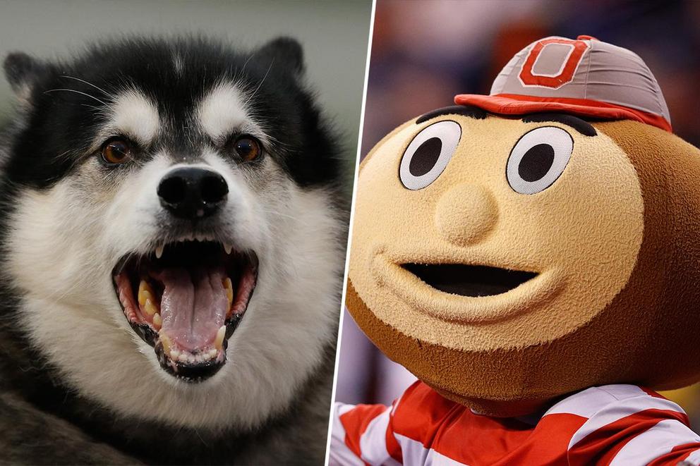 Best college mascot: Dubs or Brutus?
