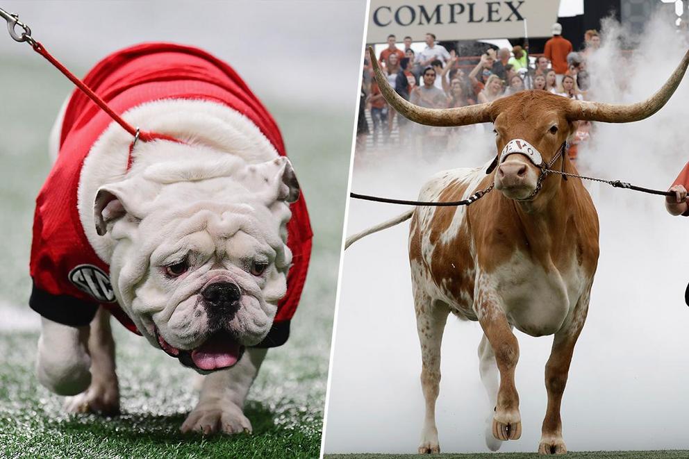 Best college mascot: Uga or Bevo?