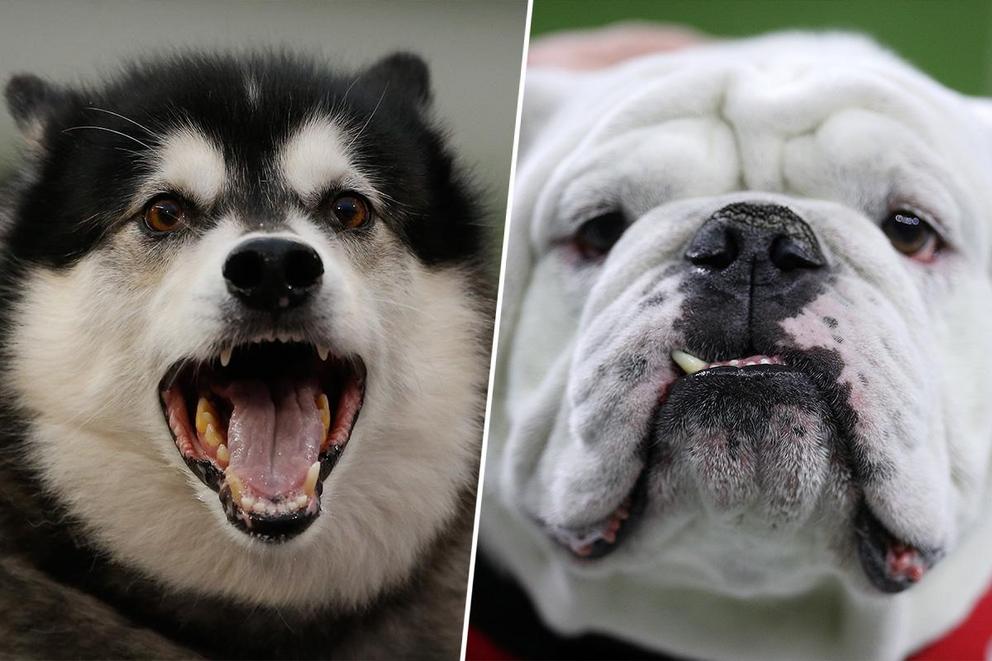 Best college mascot: Dubs or Uga?
